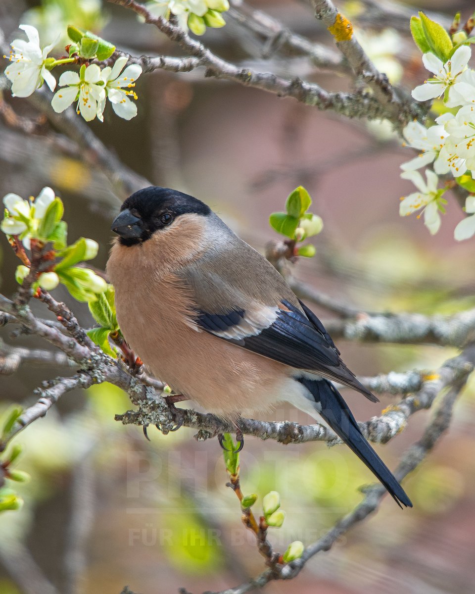CTPJoe's tweet photo. Natur geniessen, hier beim beobachten eines Gimpel Weibchen.
#birds #vogelarten #gimpel #nature #NaturePhotography #grischunphoto https://t.co/P5YafMIH4H