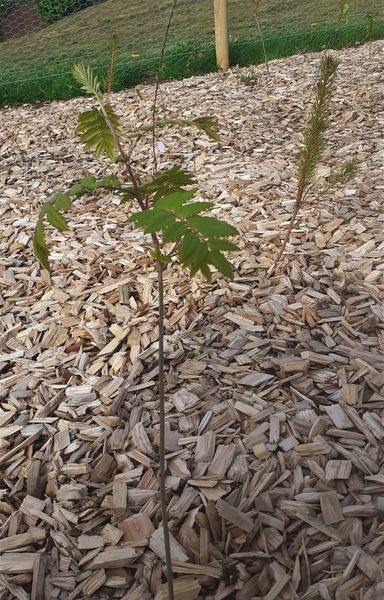 greenspacetrust's tweet photo. Pleased to see the new Boghall Community Park #WeeForest planted by local young people has grown so much already! @NatureScot @Earthwatch_Eur @LoveWestLothian https://t.co/3aPjpwDyUx