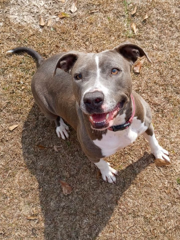 Meet Grace! This playful pittie is perfectly petite. She loves to play fetch and carry her food bowl around everywhere she goes. Learn more about Grace on Petfinder! petfinder.com/dog/grace-5195…