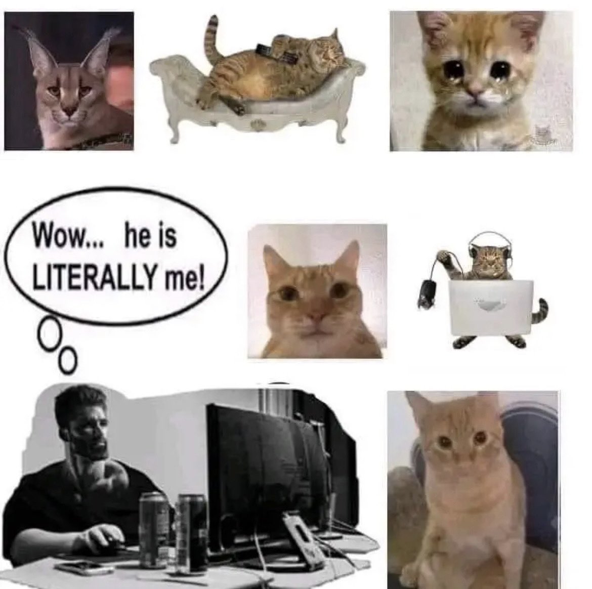 literallymecats's tweet image. 
