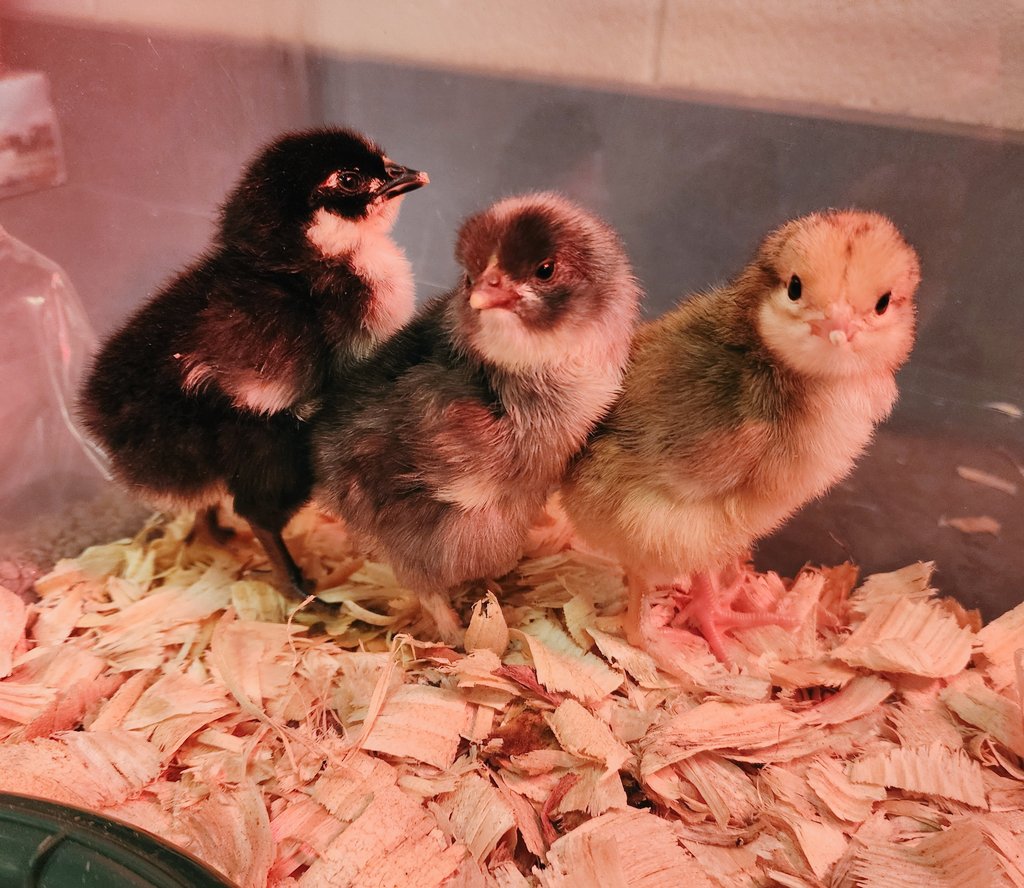 bebechikn's tweet photo. Introducing....(L to R) Bean, Pikachu, and Shellington. We just ❤️ them! @RTEFlightStatus @LongCreekEques #chicksrule #ScienceInAction #lifecycle https://t.co/v2dKzo7igP