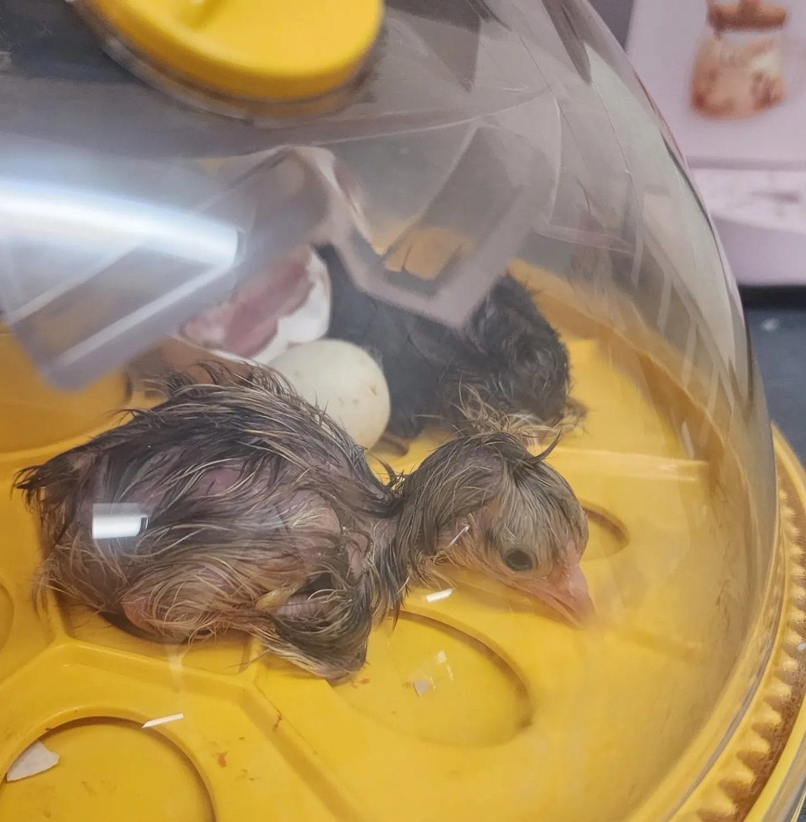 bebechikn's tweet photo. Introducing....(L to R) Bean, Pikachu, and Shellington. We just ❤️ them! @RTEFlightStatus @LongCreekEques #chicksrule #ScienceInAction #lifecycle https://t.co/v2dKzo7igP