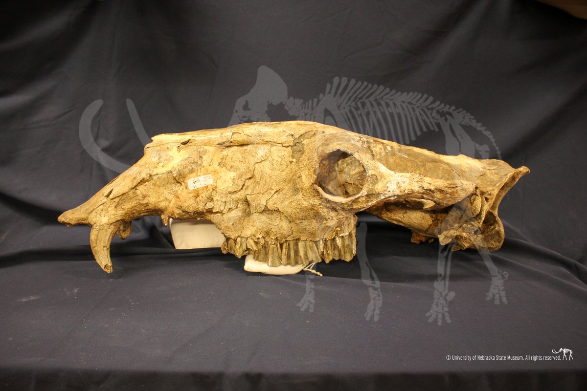 Morrill Hall (UNSM) tweet media