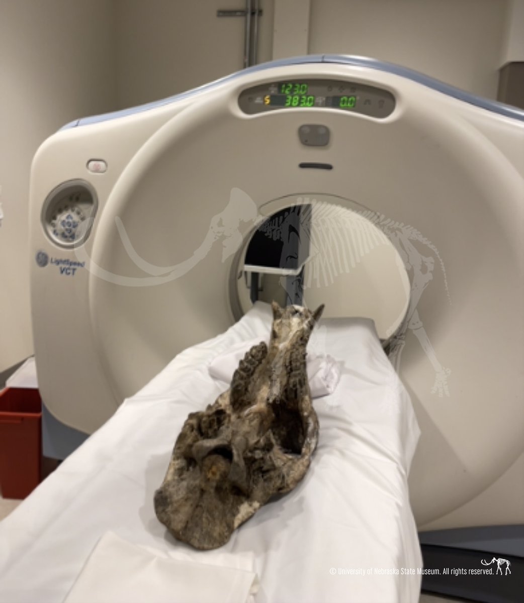 Morrill Hall (UNSM) tweet media