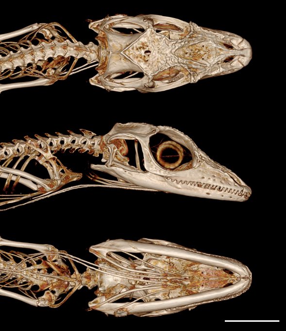 Dr. Jonathan Huie tweet media