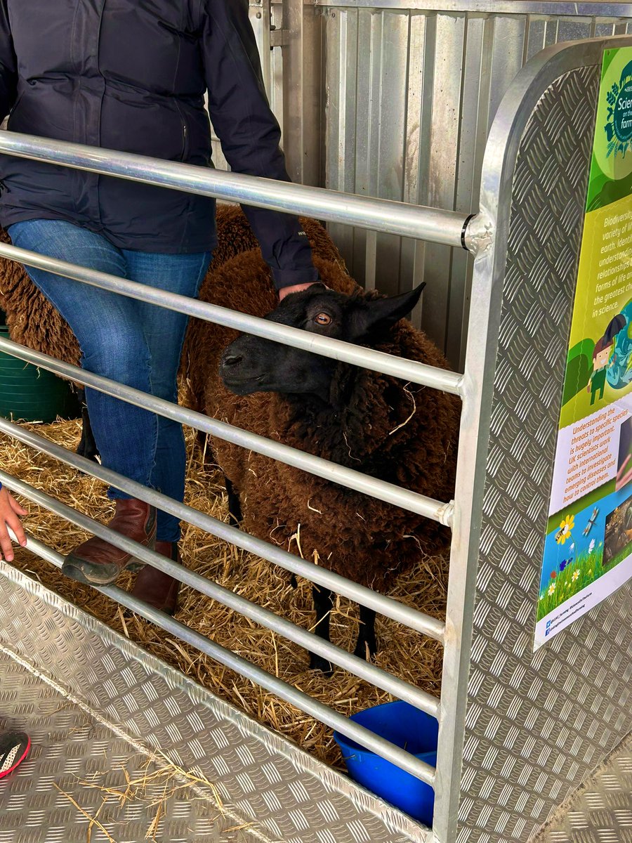 P5 would like to say a huge thank you to <a href="/RNCI1/">RNCI</a> for coming into our school today! We had great fun learning about different foods, animals and farming🌾🐄🍫 We even got to pet the sheep🐑 @DycePrimary