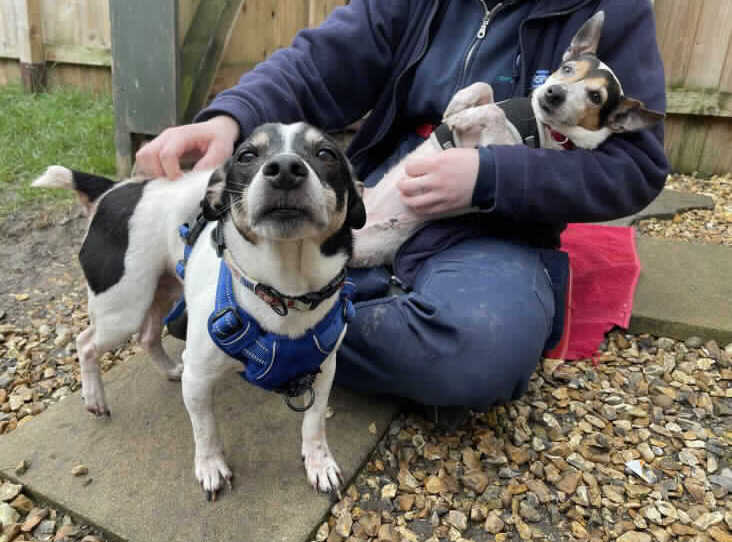 AdoptionsUk's tweet photo. Please retweet to help Shadow and Shiloh find a home together #NEWPORT #WALES #UK 

Bonded Jack Russells aged 11. They need to be the only pets but can live with children aged 12+. Please give them an extra share to help them stay together.

DETAILS
https://t.co/ziIq4t5c68
#dogs https://t.co/dwDdwpmJ5M