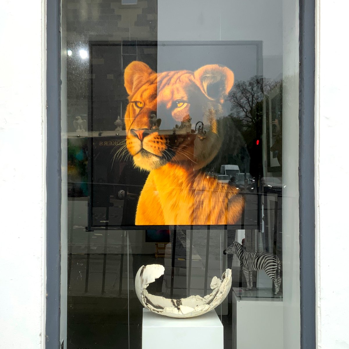 GalleryWatson's tweet photo. This incredible piece by Kirsten Mirrey has been featured in one of our #watsonwindows this week, looking down Queen Street... 
 https://t.co/8NIxy0eqJD

#photrealisticart #photorealism #lioness https://t.co/kbS1z0wFcO