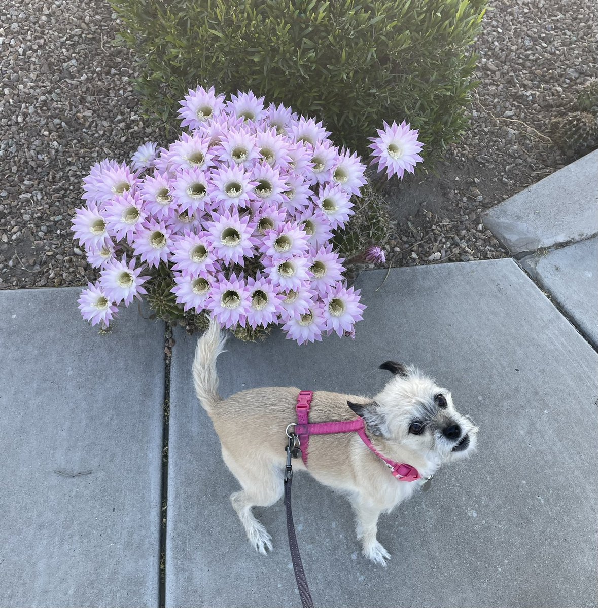 I can’t count that high

*Tulip for scale