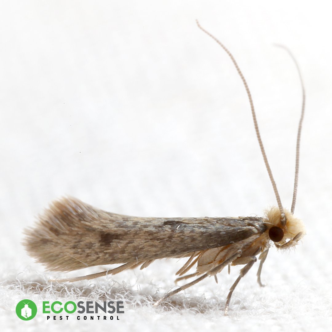 EcosensePest's tweet photo. Are you finding holes in your clothes or small droppings in your pantry? You may have a moth infestation. Make sure to store your clothes and pantry items in airtight containers to prevent future infestations. Vacuum your home regularly and keep it clean and clutter-free. #boise https://t.co/qeXNSkZTD0