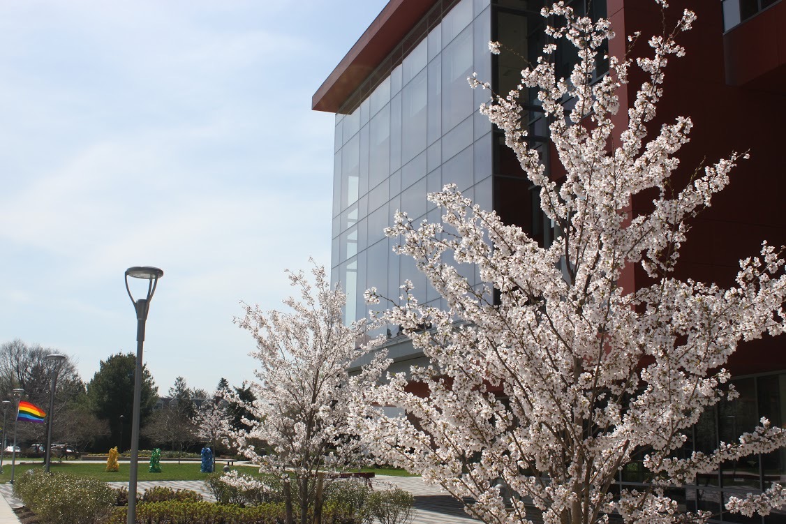 AdelphiU's tweet image. We love when our cherry blossoms bloom on campus! What&apos;s your favorite #SpringAtAdelphi moment? 🌷