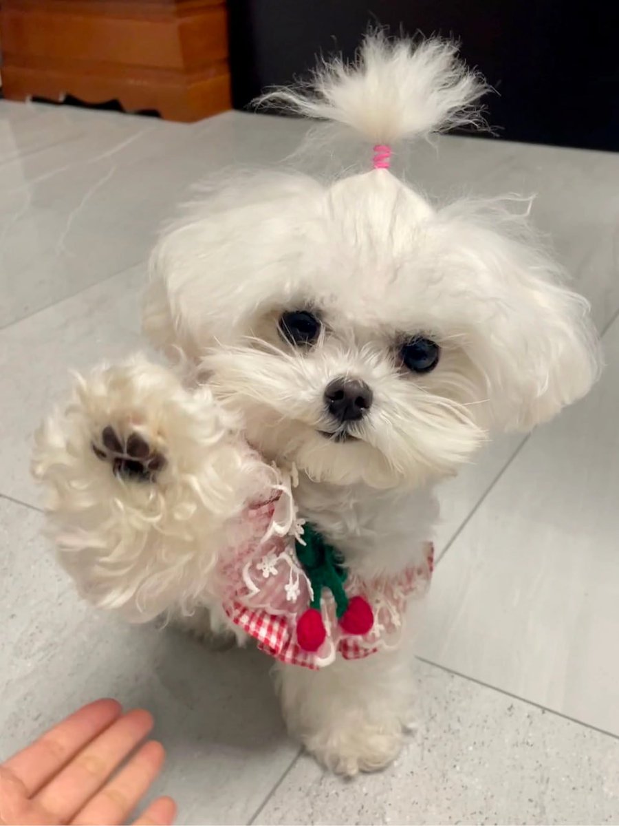 This is my good friend's dog and I have dressed him up very nicely and he is very happy.