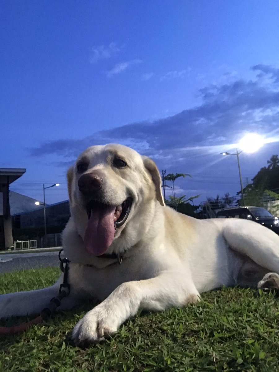 anafabsss's tweet photo. Living his best life: Celebrating another year of tail wags, belly rubs, and endless adventures with my furry best friend. 🥰🥰🥰
🐾🎉

#BirthdayBoy #DogDayOut 🐾 https://t.co/gSDmZQOtaX