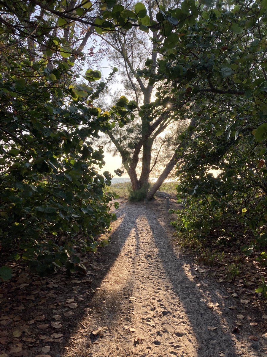 Island Unique tweet media