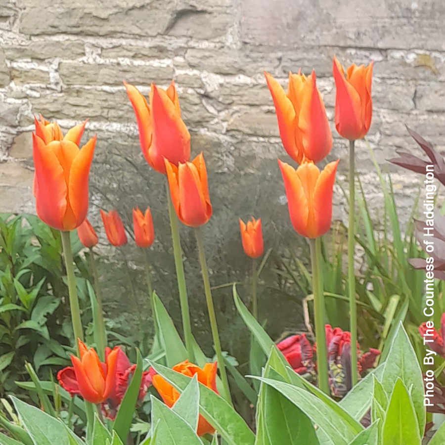 Come and see the wonderful tulip varieties in full bloom!