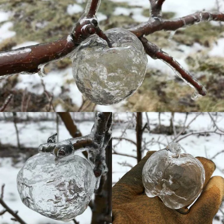 These are known as “Ghost Apples”. They are created when freezing rain coats rotting apples, and when the mushy rotten apple falls out, it leaves a shell of ice.