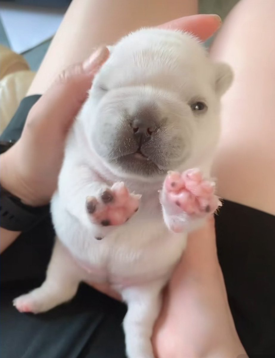 //I KEEP FALLING ASLEEP AT THE WORST TIMES, HAVE THIS RANDOM CUTE DOG I FOUND ON THE INTERNET