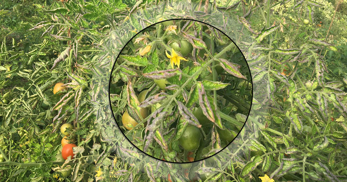 BS_PP's tweet photo. 🍅 First report of Tomato leaf curl New Delhi #virus (ToLCNDV) in tomato in #Nepal @khahka_22 

ToLCNDV is a highly infectious &amp; devastating disease of vegetable crops in the Indian subcontinent, spread via white fly https://t.co/zQ6ZNvgLY7 

#NewDiseaseReports #Tomato https://t.co/SxZCnpuA0P