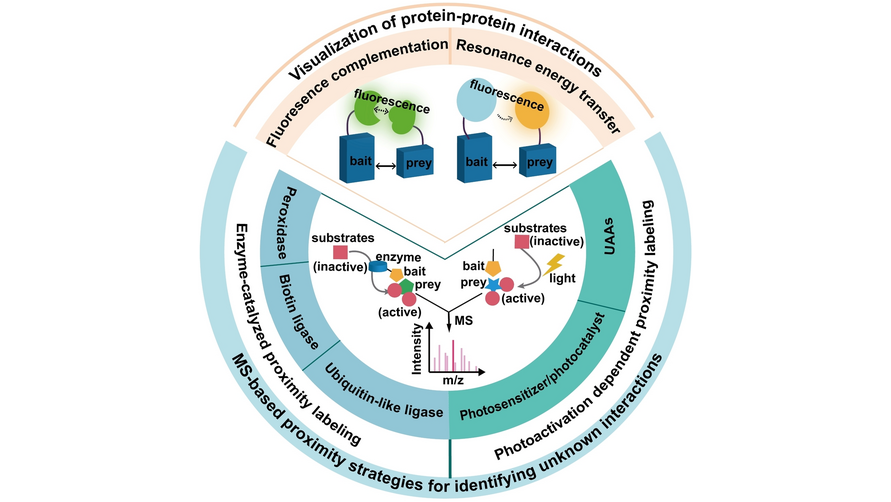 ACES_Journals's tweet photo. Chemical and Biological Strategies for Profiling #ProteinProteinInteractions in Living Cells. Review by Wenyi Li et al. @latrobe @ZJU_China #photoactivation #ProximityLabeling #OpenAccess https://t.co/8IS74o3Djf https://t.co/9jCE9qibLB