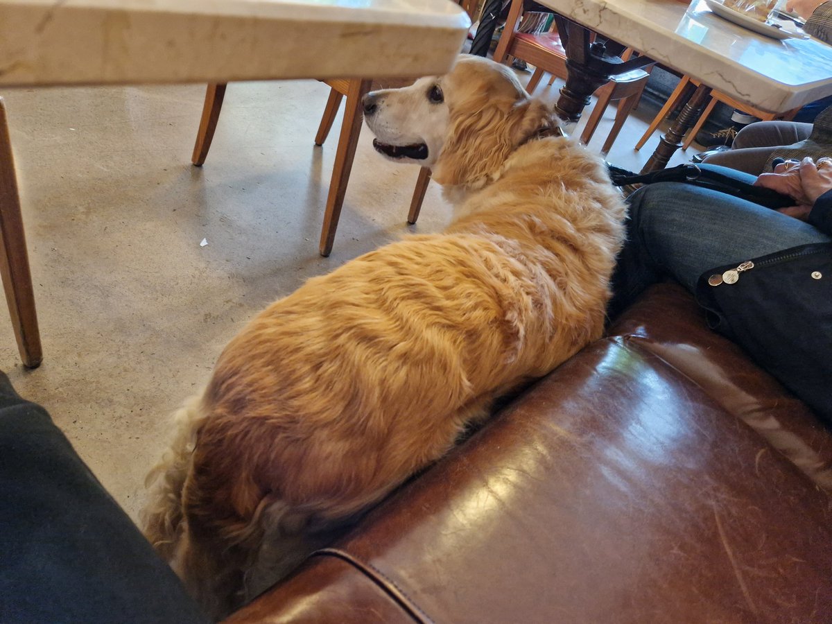 ChristophFreina's tweet image. #Dogcontent im Kaffeehaus 😊