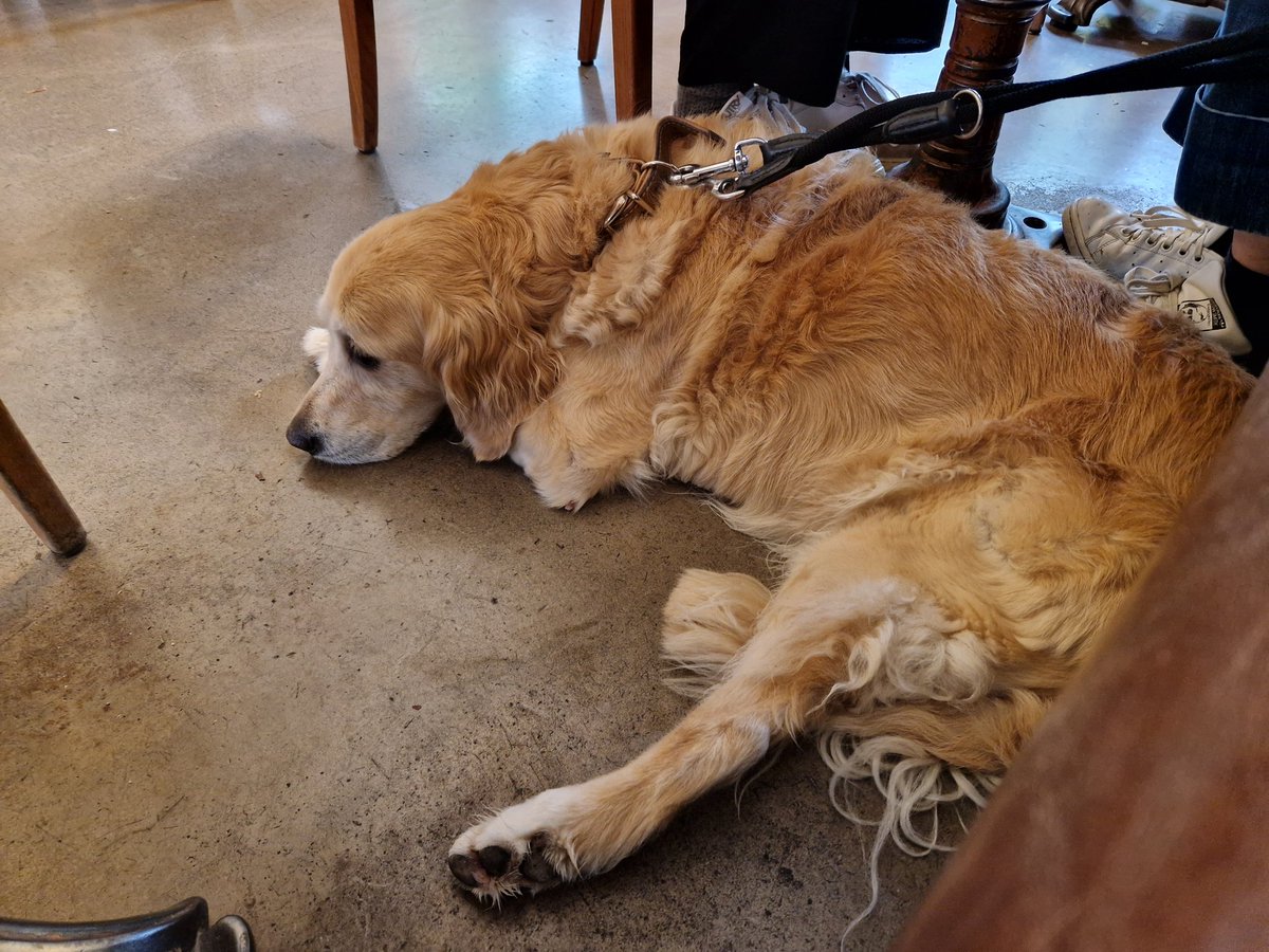 ChristophFreina's tweet image. #Dogcontent im Kaffeehaus 😊