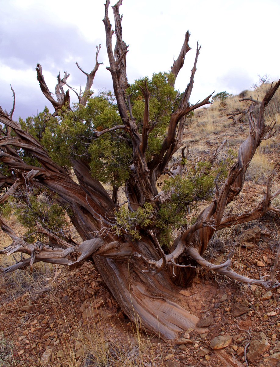 Maddy Case tweet media