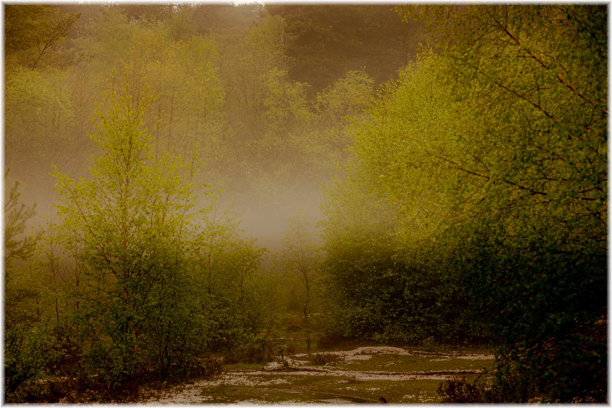 Rain &amp; mist in Sutton Park
#suttonpark #suttoncoldfield #urbanparks #weather