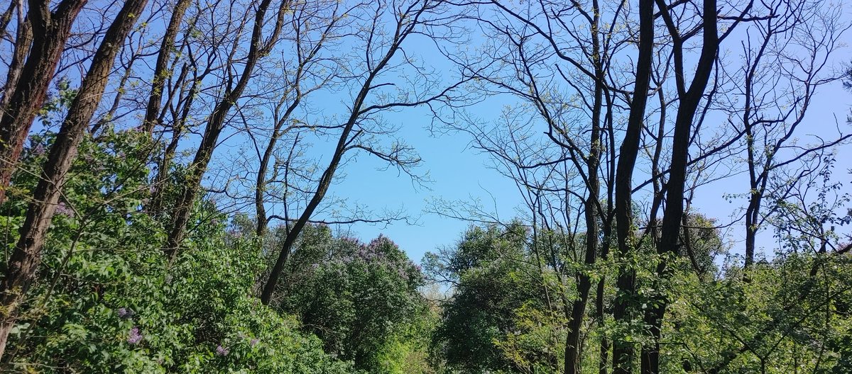 ancient_damsel's tweet image. #outforawalk