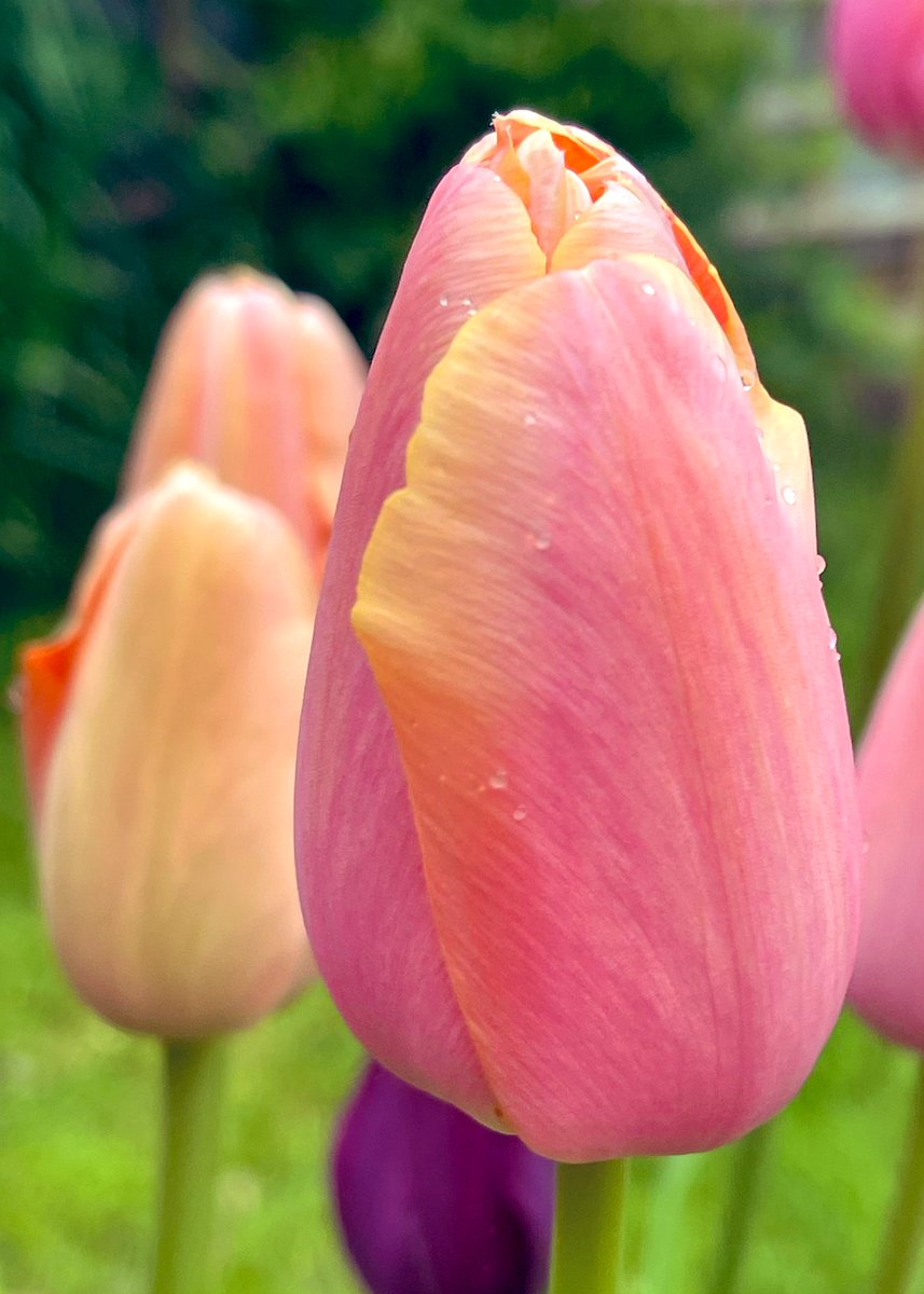 plantsbloke's tweet photo. More tulips from the garden. #tulips #flowers #gardening https://t.co/e9rzXnPMT7