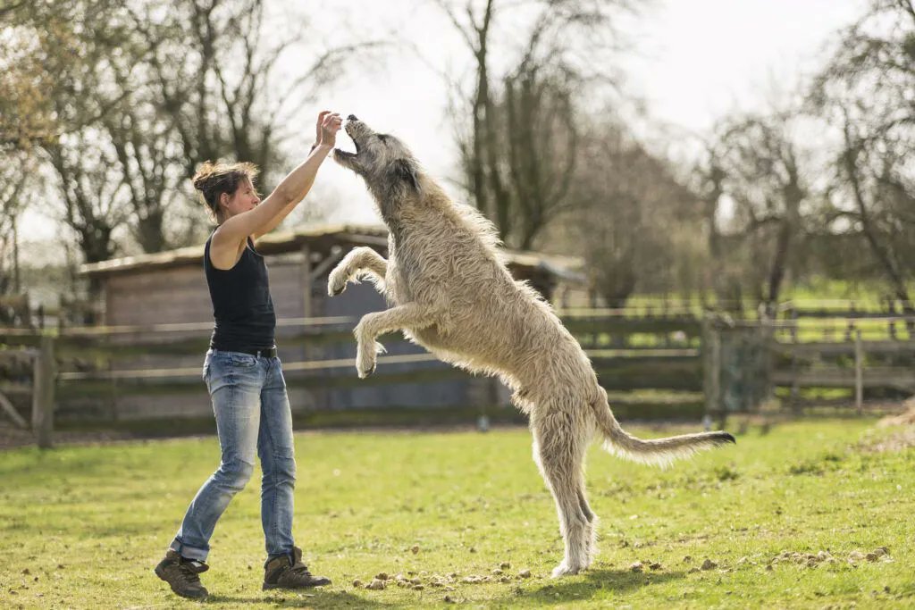 WholeDogJournal's tweet photo. The effects of neutering a dog too early changed the recommendation of when to neuter.

https://t.co/CM9UZJAd0c https://t.co/7V4iuNRBoq