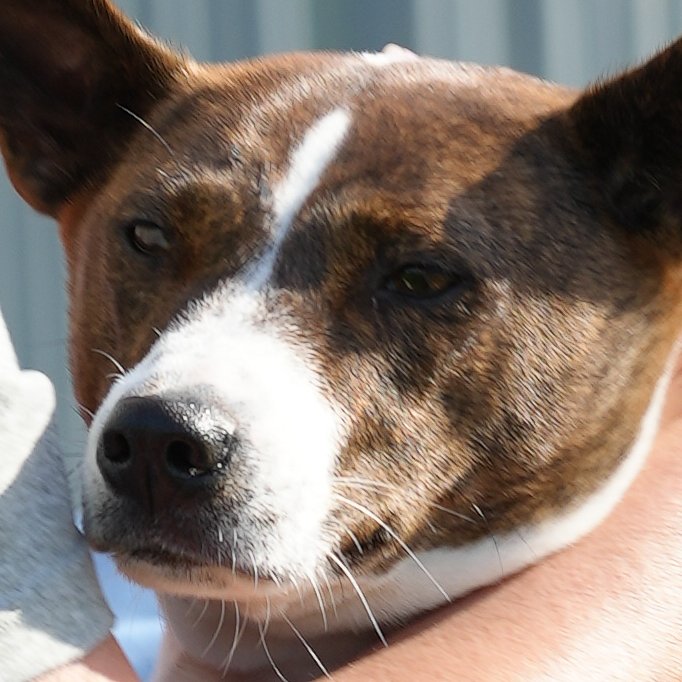 Lake County Captains on Twitter "time spent with your dog at a