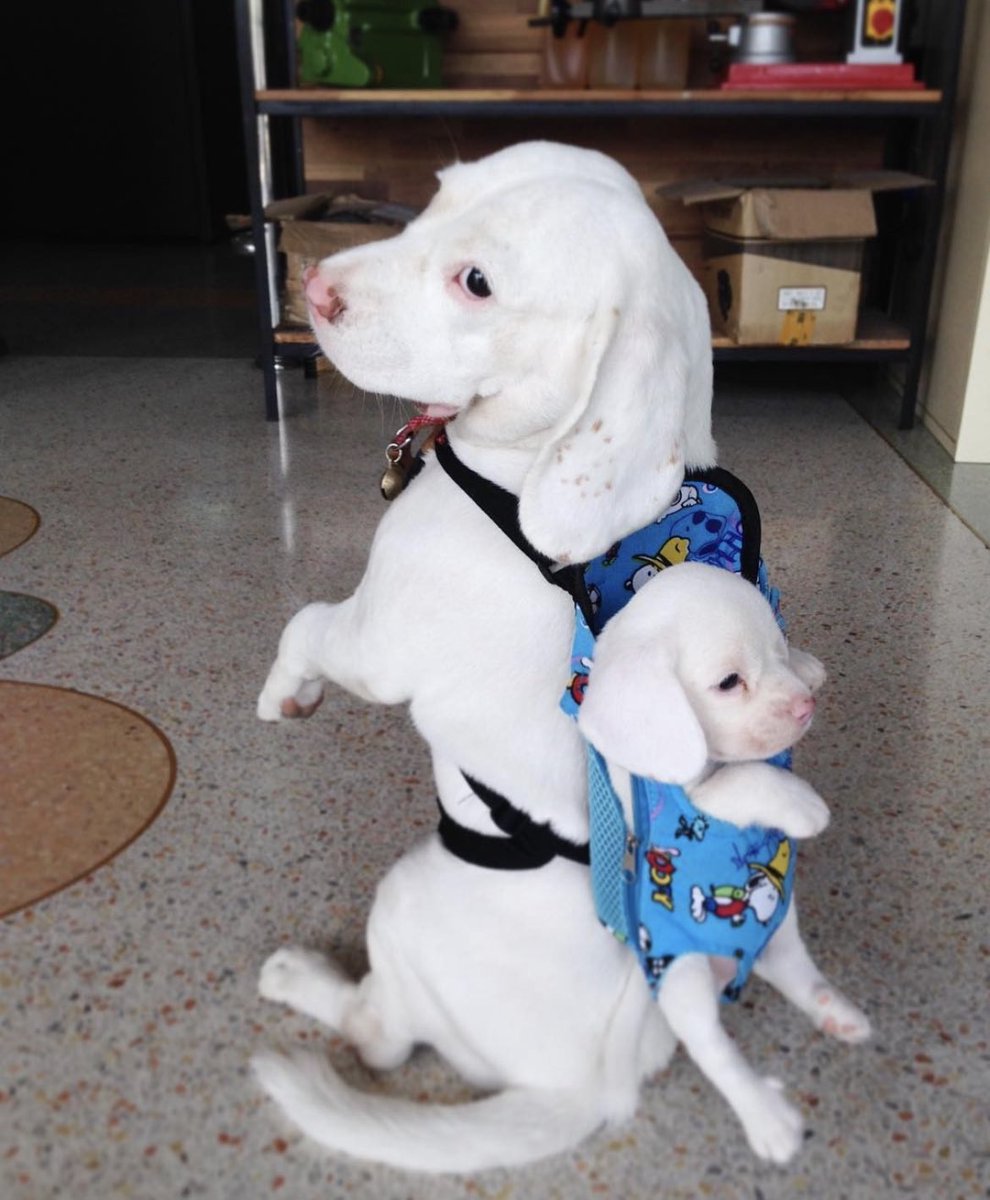 Listos para ir de paseo.