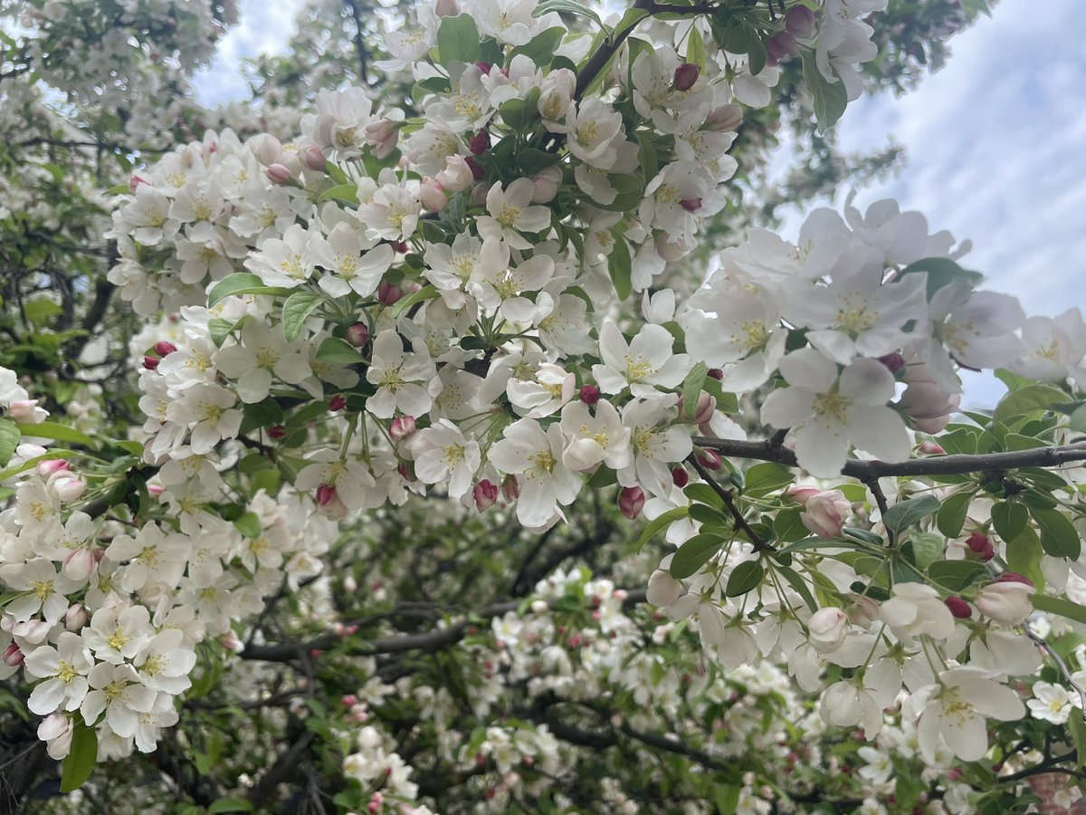 A flower never stops trying to bloom! Happy Thursday #flowers