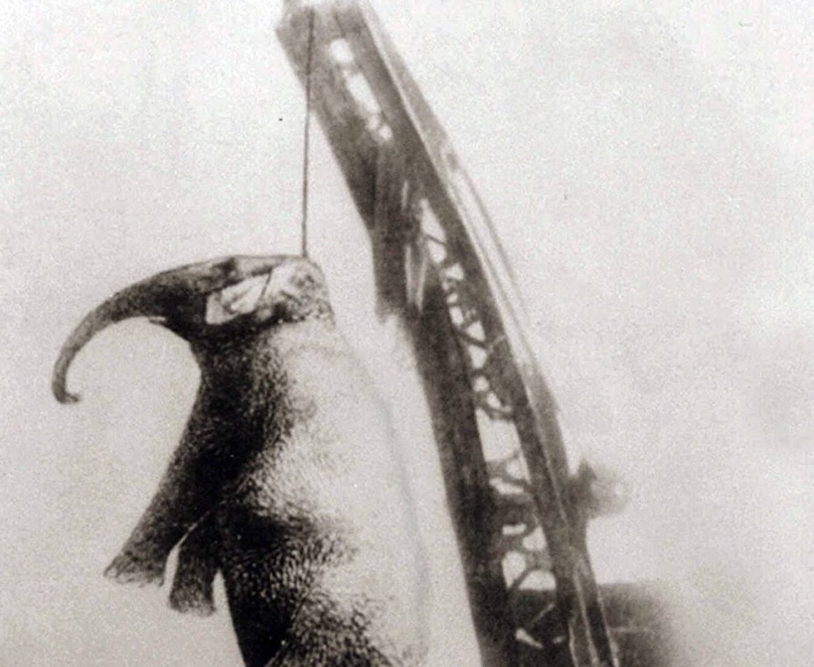 Suggested reading for the weekend, out from behind the paywall: <a href="/Elina_Nerantzi/">Elina Nerantzi</a>'s delightful essay on artificial intelligence, murderous elephants &amp; Elizabeth Bishop. «Animals that commit crimes would have their day in court.» europeanreviewofbooks.com/the-art-of-los…