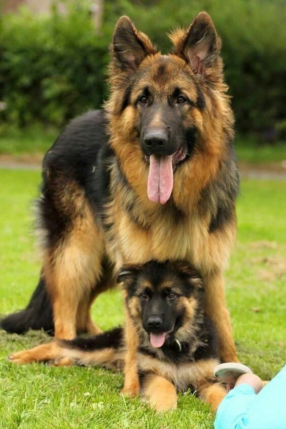 A mother understands what a child does not say

#GermanShepherdDay #gsdde #DogsofTwittter