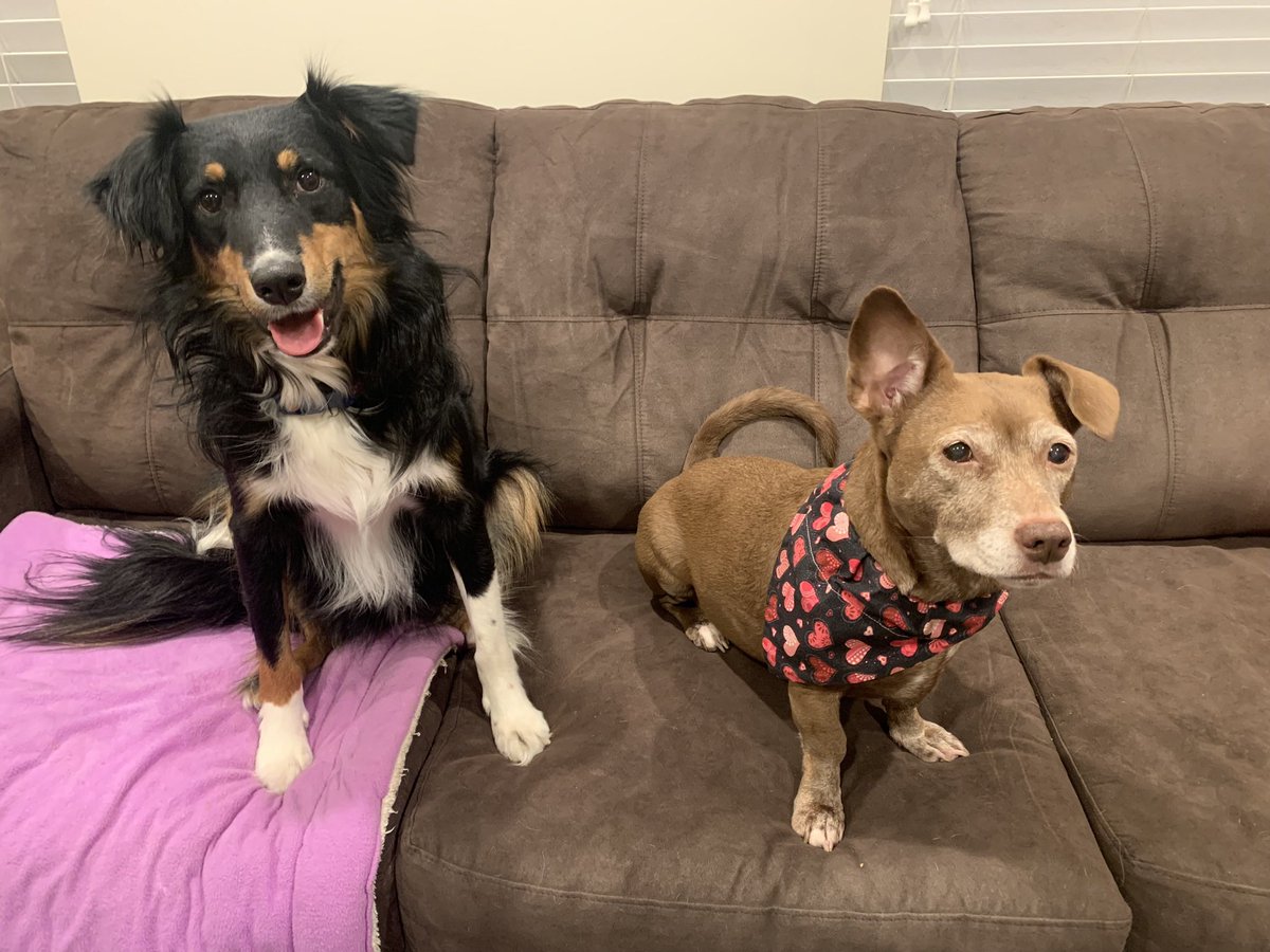 JenBrawner's tweet photo. Happy #GotchaDay to Foster!! Hiccups’ and my lives are better with him in them 🥰🥰 https://t.co/X1F6nDPlft