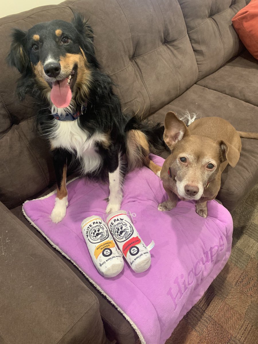 JenBrawner's tweet photo. Happy #GotchaDay to Foster!! Hiccups’ and my lives are better with him in them 🥰🥰 https://t.co/X1F6nDPlft