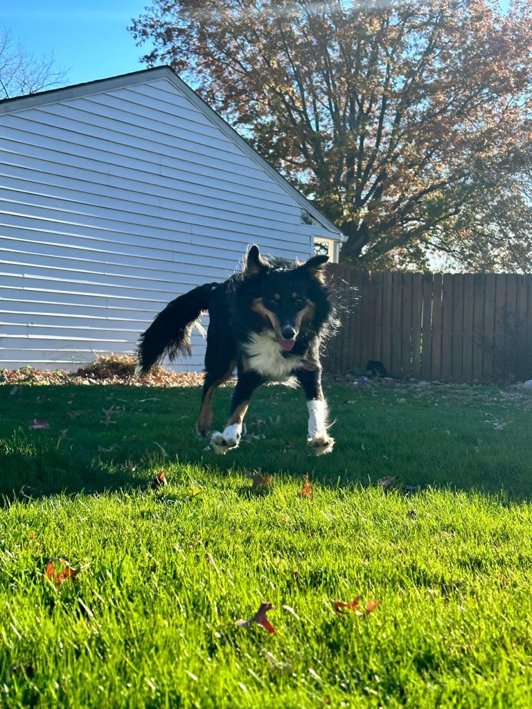 JenBrawner's tweet photo. Happy #GotchaDay to Foster!! Hiccups’ and my lives are better with him in them 🥰🥰 https://t.co/X1F6nDPlft