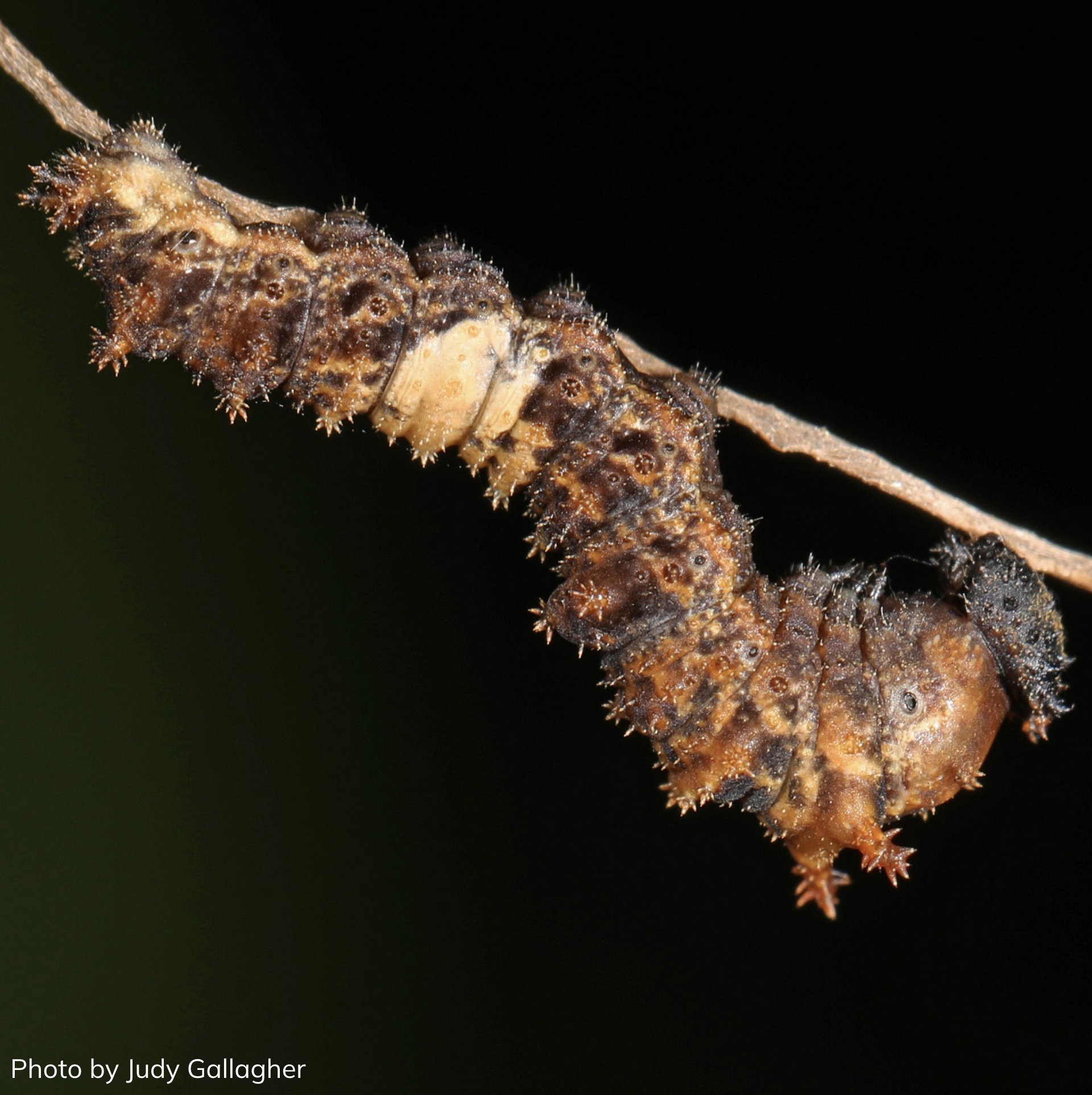 Oklahoma Department of Wildlife Conservation on Twitter "Sometimes, it