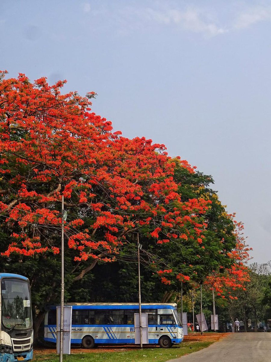 KolBusoPedia's tweet photo. Hues of nature. Colours of Kolkata.
ছবি সৌজন্যে: প্রকাশ মণ্ডল।
Search your desired bus route only on https://t.co/xwyLvxi3kC
#kolbusopedia #summer #springbloom #spring #flowers #nature #Kolkata #westbengal #wbtc #kbop https://t.co/wpn5XKTet1 https://t.co/mPbOK2Cxua