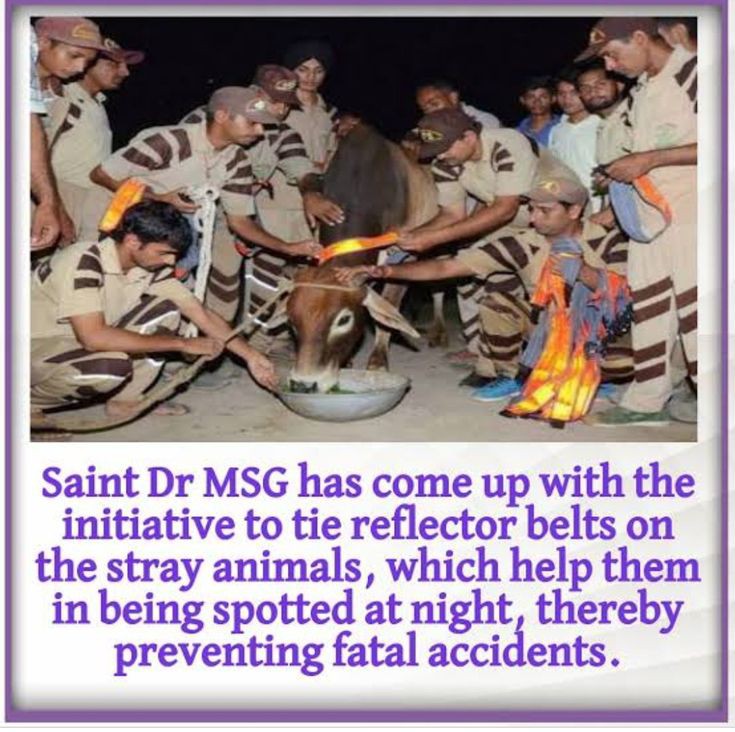 Very good service @DSSNewsUpdates volunteers #AnimalWelfare
#KindToAnimals
#CareForAnimals
#AnimalAid
#AnimalLove
#LoveGodsCreation
#DeraSachaSauda
#SaintDrGurmeetRamRahimSinghJi
#SaintRamRahimJi
#BabaRamRahim
#SaintDrMSG
#GurmeetRamRahim
#RamRahim
#SaintMSG
#SaintDrMSGInsan