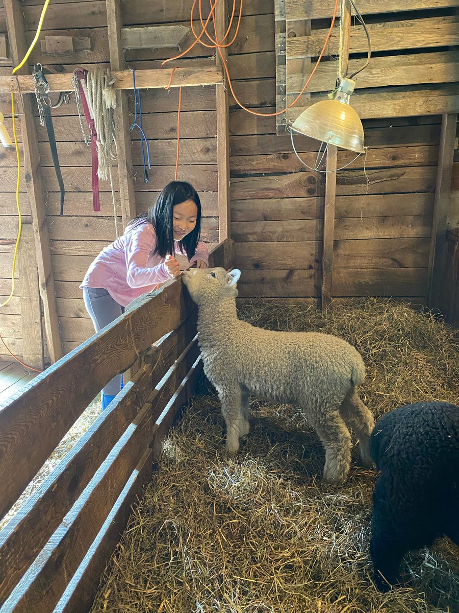 KingsleyBoston's tweet photo. Working with the animals at Red Gate Farm—could a school day get any better?? #KingsleyUpperEl #KingsleyMontessori #HandsOnLearning #MontessoriEd https://t.co/qwth94XucK