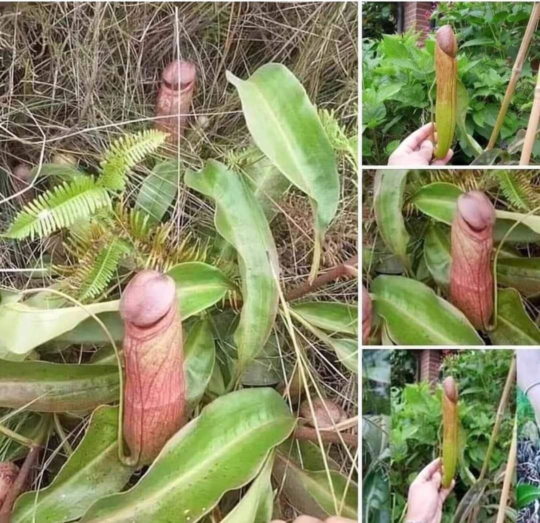 LeContempIateur's tweet photo. Cette plante carnivore s'appelle Nepenthes Holdanii et pousse à l'ouest du Cambodge, à environ 180 à 25 mètres au-dessus du niveau de la mer.

Elles utilisent un piège passif pour attraper les insectes. Le bord supérieur de la plante, connu sous le nom de Peristomo, sépare le nectar qui attire les insectes dans son piège mortel. Dans la bouche de la plante, une couche de glissement appelée cire épicuticulaire fait perdre l'équilibre à l'insecte et le fait glisser jusqu'au fond du piège, rempli d'eau de pluie, où il est finalement frappé.

On évitera de s'attarder sur sa ressemblance frappante  avec un phalus humain, tout le monde devrait l'avoir déjà remarqué 😬😅😳