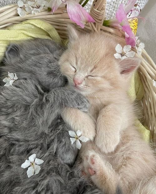 piinkimi_'s tweet photo. napping together https://t.co/IxaJdhdsp0