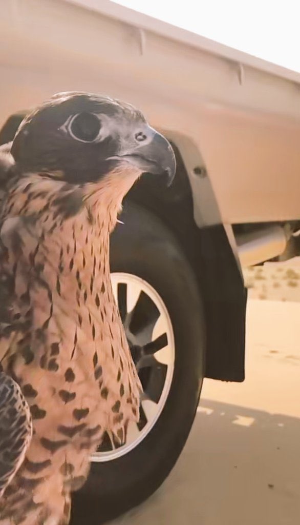 راعيها tweet media