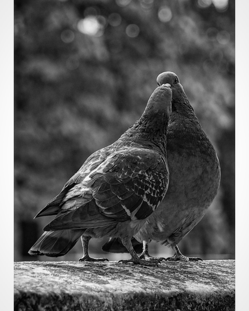 ericdesort's tweet photo. Histoire d'amour...
#photooftheday https://t.co/aOTxzzV3mK