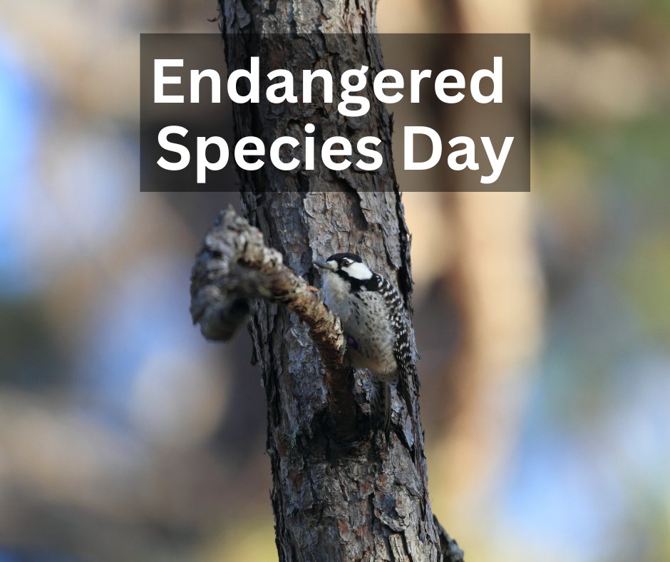 Today is #EndangeredSpeciesDay! #RxFire is a great tool for improving habitat for the benefit of several southeastern endangered species including the red-cockaded woodpecker, Bachman’s sparrow, golden-winged warbler, painted bunting, & more. Learn more:
ncwildlife.org/Outdoor-Activi…