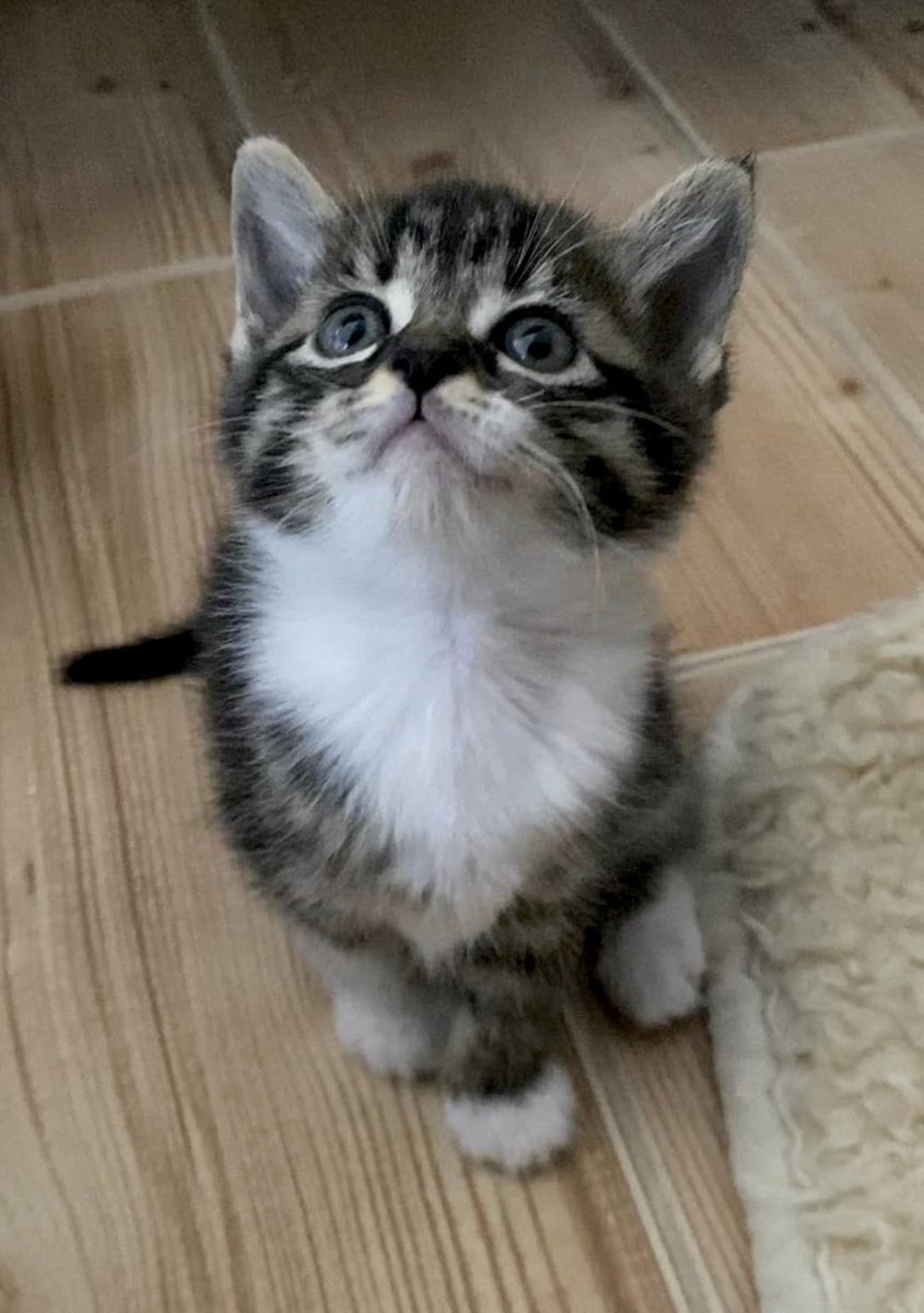 Dragonaviolet's tweet photo. Porque ellos confían en ti, eres su todo. Amor es una palabra   que se deletrea con 4 huellitas 🐣 Adoptar es una maravillosa decisión   👏 Descuentos especiales de castración a mascotas adoptadas
#patitasveterinaria https://t.co/H288t9Q1Ik