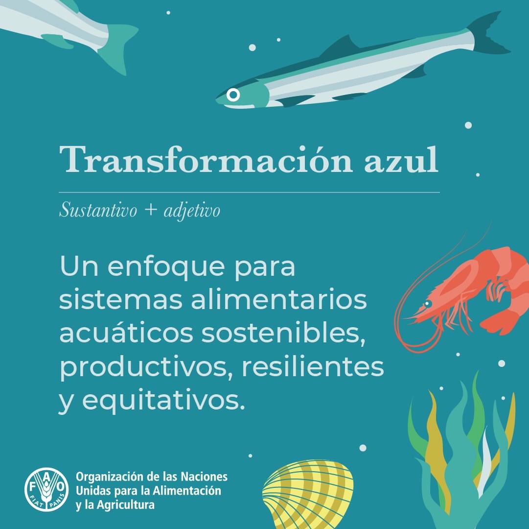 Necesitamos sistemas acuáticos sostenibles para nutrir a una población mundial en aumento mientras cuidamos el medio ambiente. 

Lee la última edición de El estado mundial de la pesca y la acuicultura de la FAO para descubrir cómo podemos lograr la #TransformaciónAzul👉