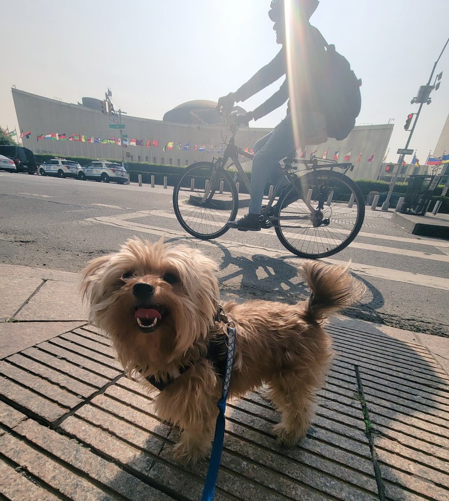 duda_zoghbi's tweet photo. My dog's first time at the @UN 😂
#nyc #dogsofny #UnitedNations https://t.co/dbPKQDKEJy